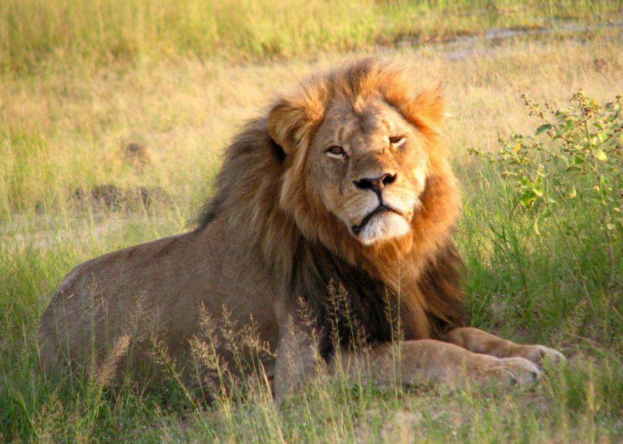 Charges on Walter Palmer Dropped