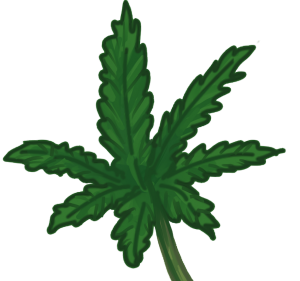 Legalization of marijuana: beneficial or harmful?