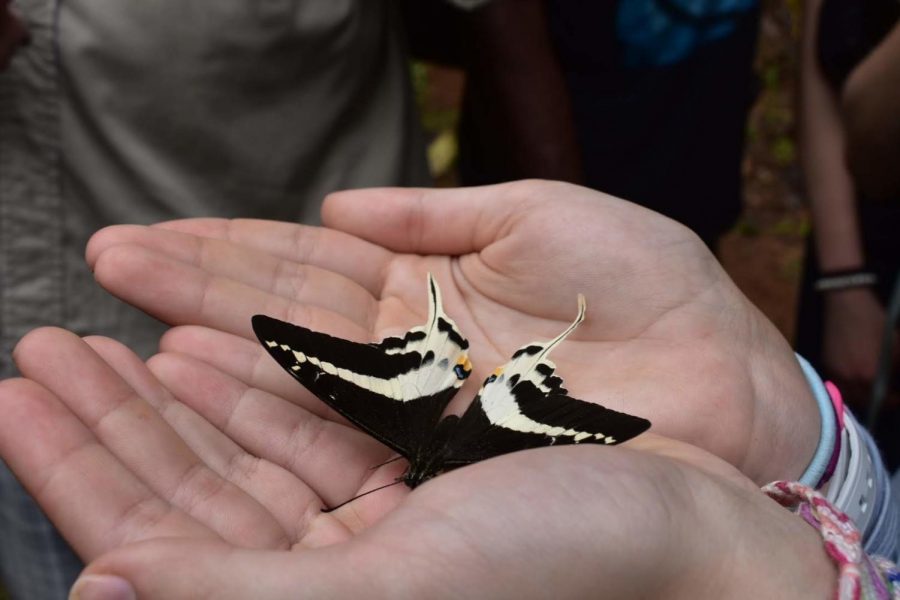 EHS students contribute to the discovery of new Swallowtail Butterfly in Fiji