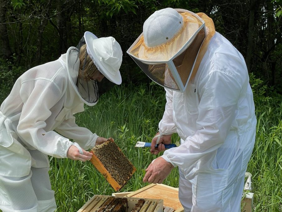 Hailey Fey beekeeping at her own farm.